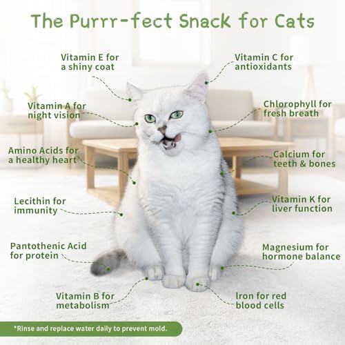 Hydroponic Cat Grass Grow Kit with 5Pack Non GMO Seeds, Organic Grass Growing Kit, Cat Grass for Indoor Cats, Soil-Free Planter, Perfect for Beginners, Ideal Birthday Gift for Cat Lovers
