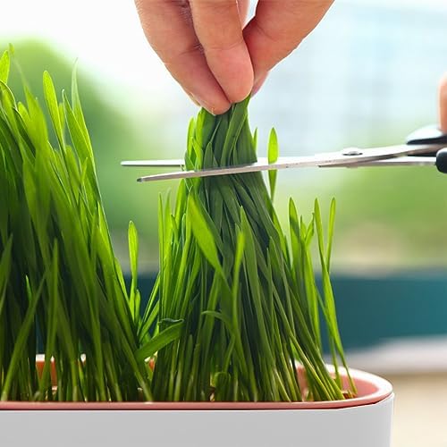 3pcs Cat Grass Planter, Catnip Cat Grass Box Wheatgrass Planting Trays