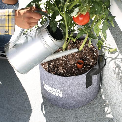 Back to the Roots Self-Watering Terracotta Olla Pot (Pack of 3), 700mL Provides 1 Week of Precision Watering