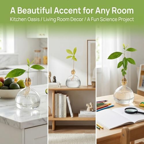 Hiceeden Avocado Seed Starter Vase Planter, Clear Avocado Tree Growing Kit Pot, Medium Avocado Vase Grow Glass Plant Pot Gift for Indoor Outdoor