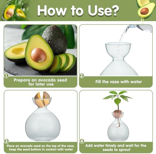 2PCS Small Avocado Grow Vase Glass Acorn Seed Starter Vase Pot for Growing