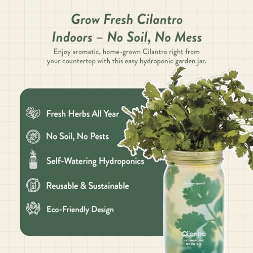 Modern Sprout Mason Garden Jar - Self-Watering Hydroponics Kit - Cilantro