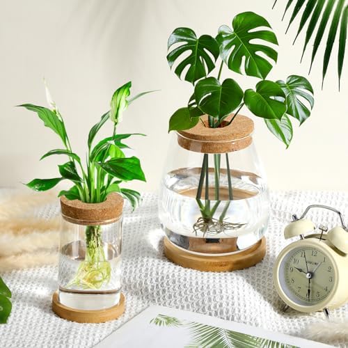 Honeydak 6 Pcs Plants Propagation Stations Desktop Glass Propagation Vases