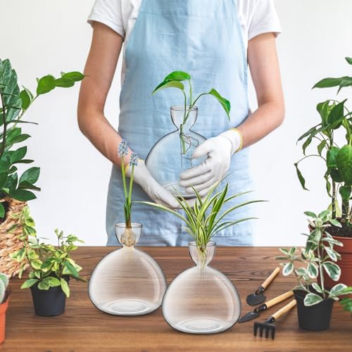 Large Avocado Grow Vase Glass Acorn Seed Starter Vase Planter for Growing