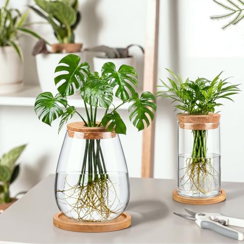 Honeydak 12 Pcs Plants Propagation Stations Desktop Glass Propagation Vases