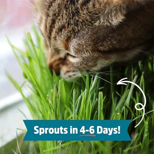 Back to the Roots 100% Organic Wheatgrass Seeds | 1 Pound Non-GMO | Nutrient Dense, Easy to Grow | Cat Grass Planter Seeds
