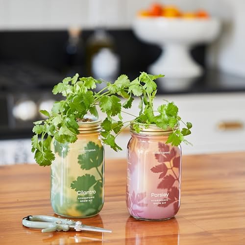 Modern Sprout Mason Jar Grow Set 6pk - Hydroponic Indoor Herb Garden Kit