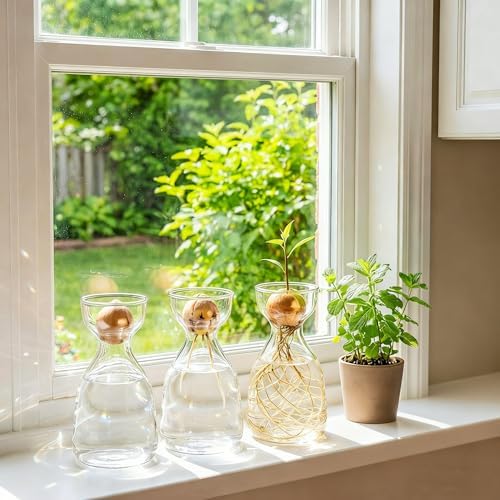 Hiceeden 3 Pack Avocado Seed Starter Vase for Growing, Glass Acorn Tree Growing Kit Vase, Small Avocado Tree Plant Pot Seed Planter, Flower Bud Vases Gift for Gardening Lovers