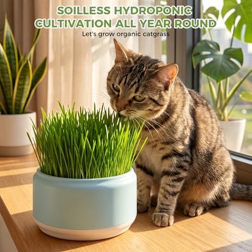 Hydroponic Cat Grass Planter, Plastic Catnip Cat Grass Box 5.31"x2.56", Soil-Free Anti-Digging Planting Trays, Wheatgrass Growing Pot for Indoor Cats Pets (Blue)