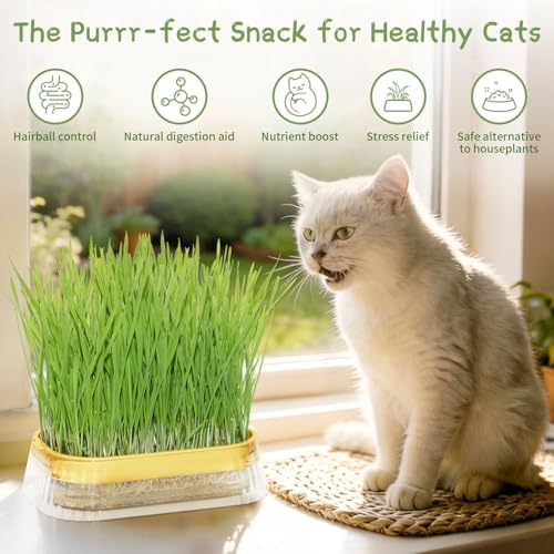 Hydroponic Cat Grass Grow Kit with 5 Pack Non GMO Wheat Seeds, Cat Grass for Indoor Cats, Organic Grass Growing Kit, Soil-Free Planter, Perfect for Beginners, Cats Gifts