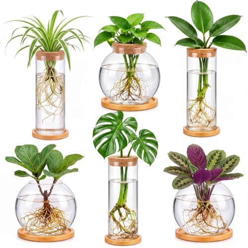 Honeydak 6 Pcs Plants Propagation Stations with Wooden Lid and Bamboo Stand