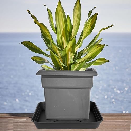 4 Pack Square Plant Saucer Tray 10 inch, 6 8 10 12 14 16 18 20 inch Heavy Duty Plastic Square Plant Saucers for Indoors Outdoor, Flower Planter Drip Trays for Pots, Seed Starting Tray