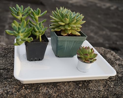 VUWEZ 2 Pack Plant Saucer, Nursery Trays, Heavy Sturdy Seed Starting Tray for Indoors No Holes, Starter Growing Tray (17.5"x10.6", Creamy White)