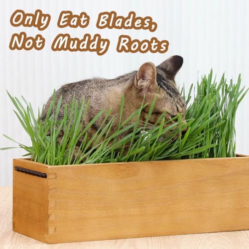 Wooden Cat Grass Planter (no Seeds Included) Anti Digging Design