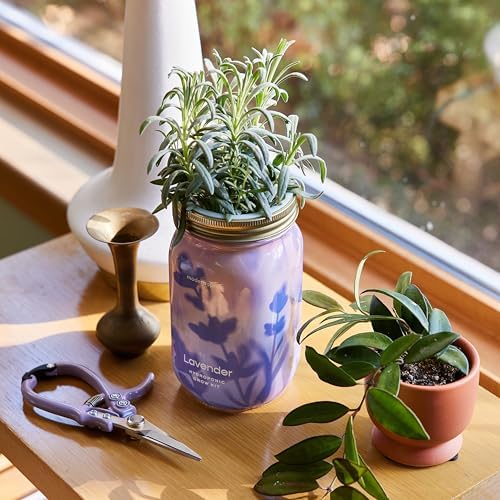 Modern Sprout Mason Garden Jar-Self-Watering Hydroponics Kit-Basil+Lavender