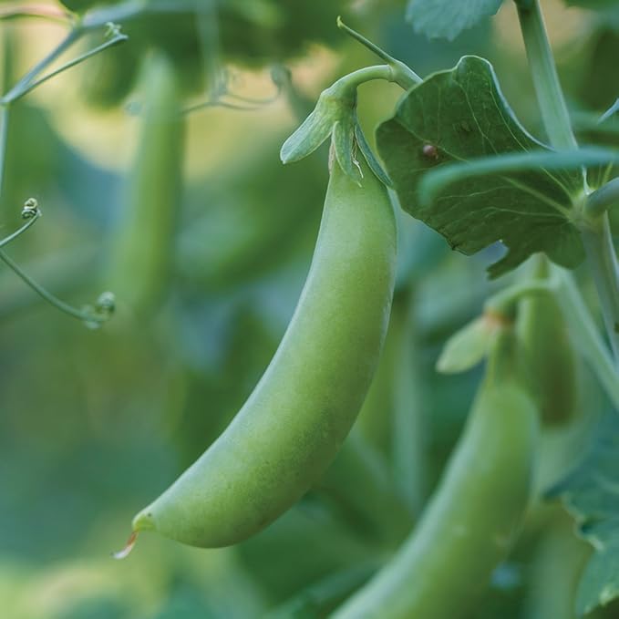 Burpee Little SnapPea Pea Seeds 200 seeds