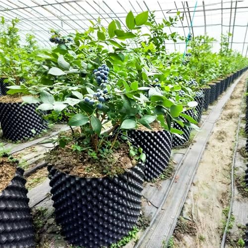 RooTrimmer 14 Gallon Air Pruning Planters, Plastic Pots for Plants, Large Plant Pots, Fruit Vegetable Garden Self-Planting Planters, Size 16"x16", Black, 5P