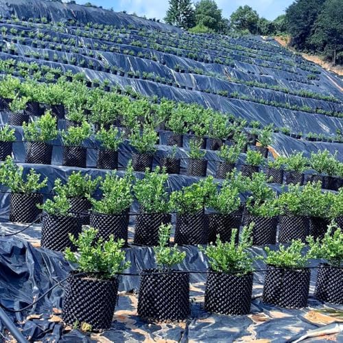 RooTrimmer 5 Gallon Air Pruning Containers, Roots Control Planter New Plastic Nursery Pots Fruit Vegetable Orchard Garden Self-Planting Pots, Size 12"x12", Black, (10P)