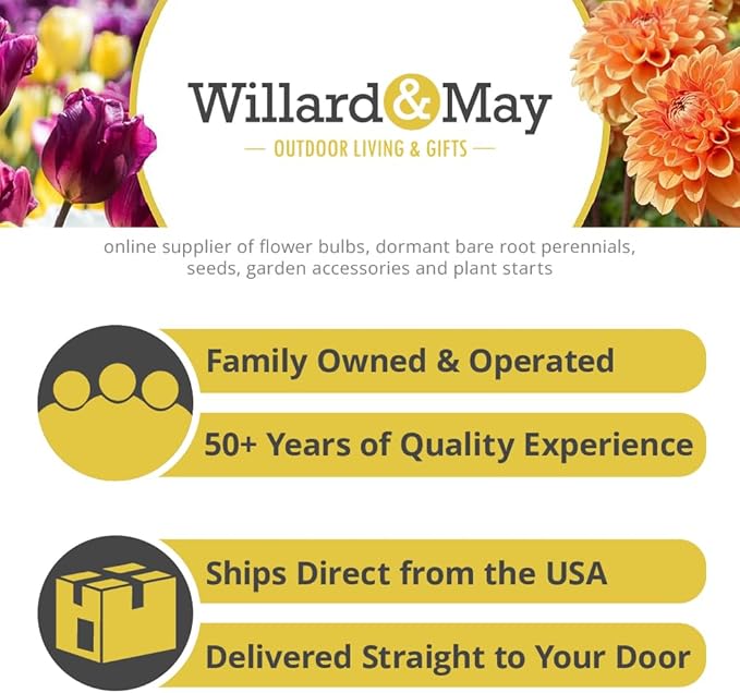 Complete Spring Flower Bulb Garden - 50 Bulbs for 50 Days of Continuous Blooms (Spring Color from March Through June) - Easy to Grow Fall Planting Bulbs by Willard & May