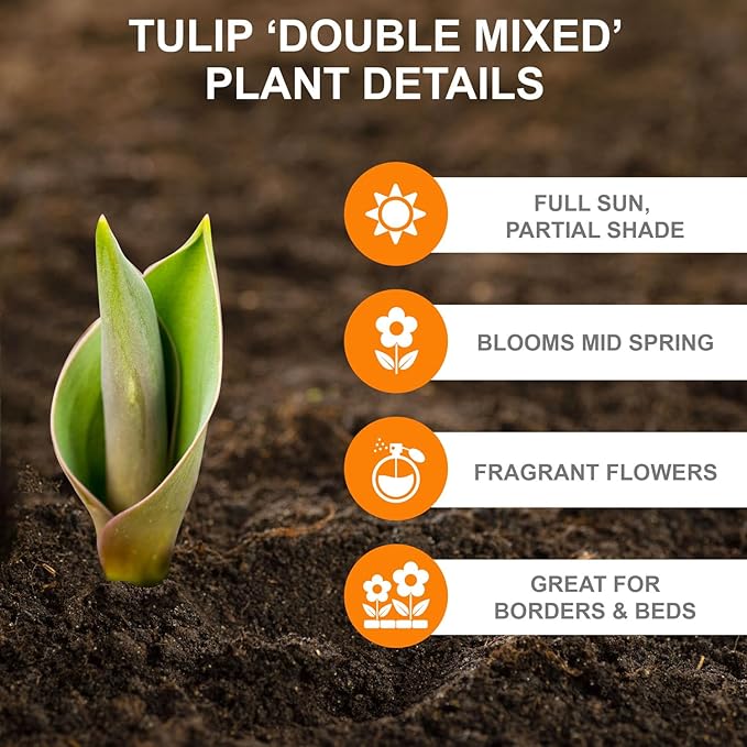 Garden State Bulb Double Dutch Mixed Tulip Flower Bulbs, 12/+ cm, Fall Planting (Bag of 50)
