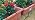 HIRALIY 100ft Drip Irrigation Kit Plant Watering System 8x5mm Blank Distribution Tubing DIY Automatic Irrigation Equipment Set for Garden Greenhouse Flower Bed Patio Lawn
