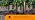 CARPATHEN Drip Irrigation System Kit with Atomizing Copper Nozzles, 50 feet