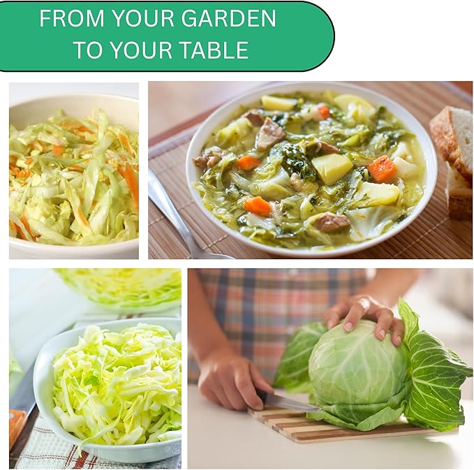 Woods Creek Seeds: Golden Acre Cabbage Seeds for Planting - Over 700 Heirloom Non-GMO Green Cabbage Seeds - Beginner-Friendly Vegetable Seed for Home, Indoor or Outdoor Gardeners
