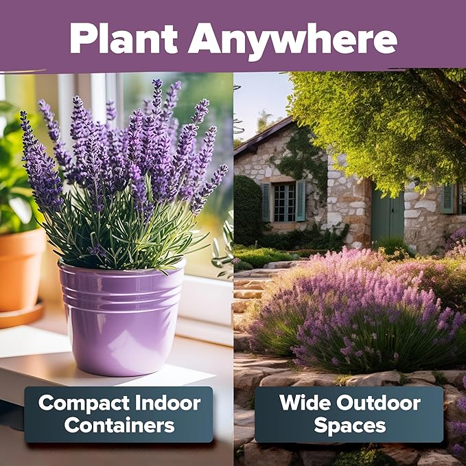 HOME GROWN English Lavender Seeds 2 Pack 3000 Non GMO Wildflower Seed, for Planting Indoor Outdoor High Germination Flower Seeds (Lavandula antustifolia)