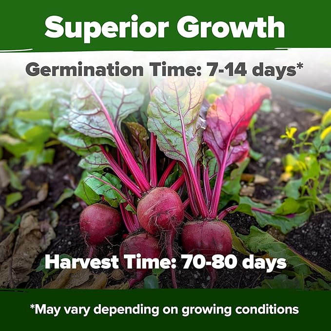 HOME GROWN Detroit Dark Red Beet Seeds 2 Pack(Beta vulgaris) 1000+ Heirloom Seeds with High Germination – Sweet,Nutrient-Rich Beets for Easy Planting in Garden Beds or Containers