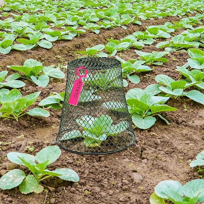 10 Pcs 8inch Chicken Wire Plant Covers Wire Garden Cloches Chicken Wire Cloche Plant Protector Metal Heavy Duty Garden Plant Cloche for Keeping Bunnies Chicken Squirrels Birds Other Out