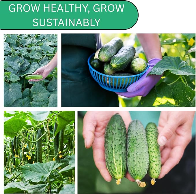 Woods Creek Seeds: National Pickling Cucumber Seeds for Planting - Over 90 Heirloom Cucumber Seed Pack - Non-GMO Pickling Cucumbers for Planting Indoors or Outdoors