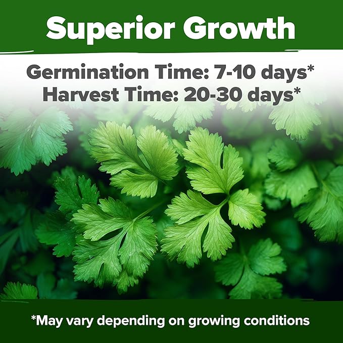 HOME GROWN Cilantro Seeds 250 Calypso & 250 Santo Cilantro for Planting Indoors, Hydroponics or Aerogarden - Heirloom, Non-GMO, Santo Plant, for Your Indoor Herb Garden (Coriandrum sativum)