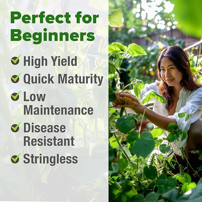 HOME GROWN Contender Bush Seeds - 56 𝗡𝗢𝗡-𝗚𝗠𝗢 𝗨𝗦𝗔-𝗦𝗢𝗨𝗥𝗖𝗘𝗗, Heirloom Green Beans for Planting - Emergency Food Supply (Phaseolus vulgaris)