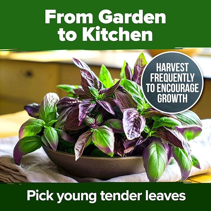 HOME GROWN Thai Basil Seeds Pack - 876 High Germination Heirloom Herb Seeds for Planting,Ideal for Growing Fresh Basil Planting Indoor or Outdoor(Ocimum basilicum VAR.thyrsiflora)