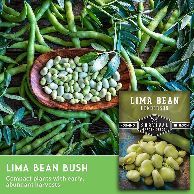 Lima Bean Seeds for Planting – Henderson Butter Bean Seeds for Gardens & Classroom Science Projects, Easy to Grow Non-GMO Heirloom Variety - Survival Garden Seeds (1 Pack)