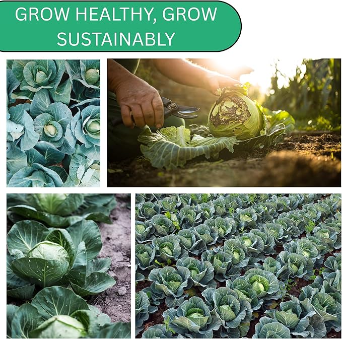 Woods Creek Seeds: Copenhagen Market Cabbage Seeds for Planting - Over 280 Heirloom Non-GMO Green Cabbage Seeds - Beginner-Friendly Vegetable Seed for Home, Indoor or Outdoor Gardeners