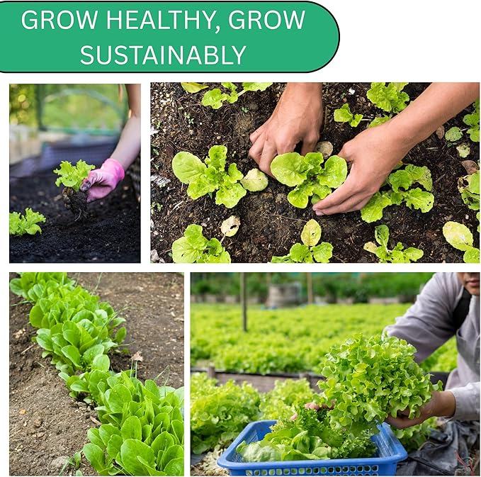 Woods Creek Seeds: Butterhead Heirloom Lettuce Seeds for Planting - Over 2,700 Non-GMO Seed Pack for Indoors, Outdoors, or as Hydroponic Seeds - Beginner-Friendly Green Leaf Lettuce Seed