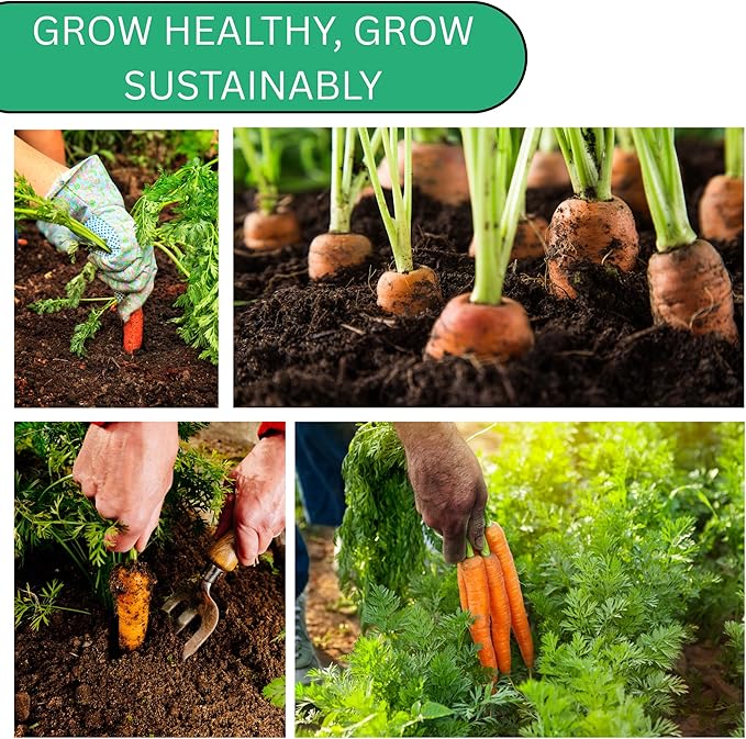 Woods Creek Seeds: Danvers 126 Carrot Seeds for Planting - Over 2,800 Heirloom Carrot Seed Pack - Non-GMO Carrots Seeds for Planting Outdoors or Indoors - Beginner Friendly Vegetable Gardening