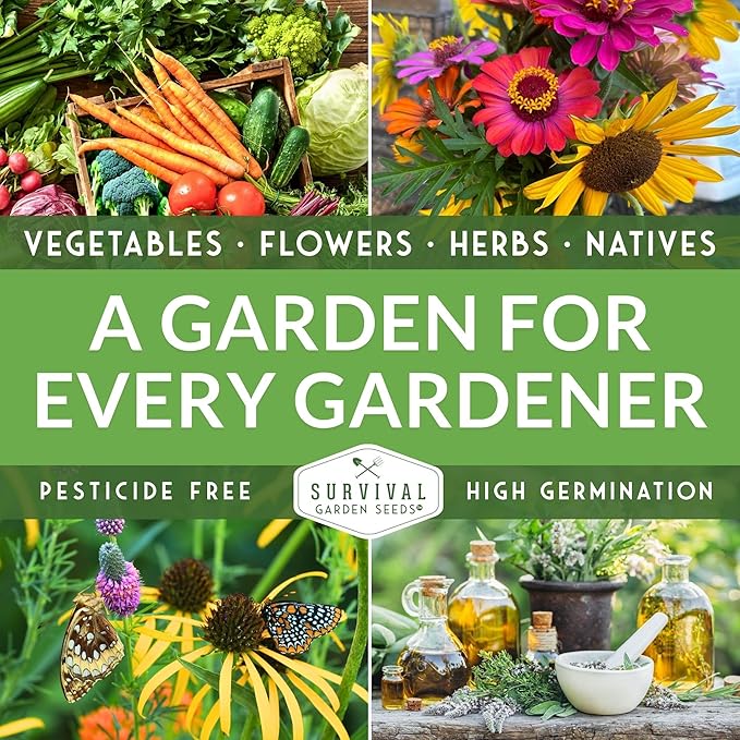 Lima Bean Seeds for Planting – Henderson Butter Bean Seeds for Gardens & Classroom Science Projects, Easy to Grow Non-GMO Heirloom Variety - Survival Garden Seeds (3 Packs)